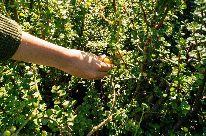 Authentic Cooking Class in Chinampa Xochimilco - Frequently Asked Questions