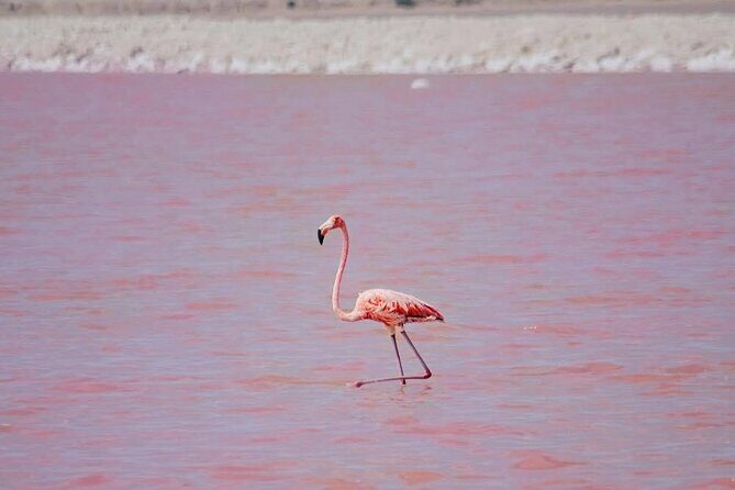 Authentic Guided Tour To The Pink Waters of Las Coloradas Yucatan - A Closer Look at the Tour Experience