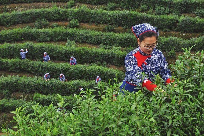 Authentic Hangzhou Longjing Tea Culture Experience Tour - The Sum Up