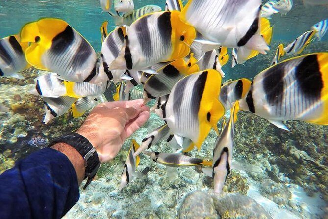 Authentic Polynesian Experience - A Full Breakdown of the Tour Experience