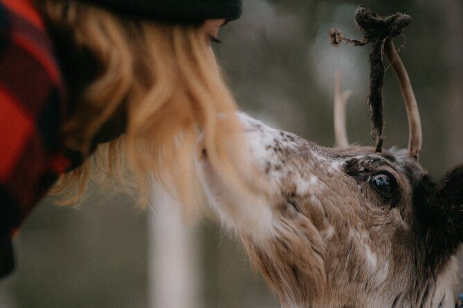 Authentic Reindeer Experience and Ice Fish with Lunch in the Wild - FAQ