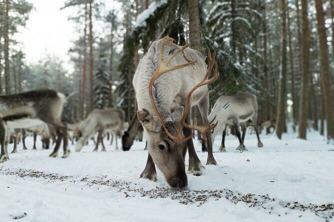 Authentic Reindeer Farm Experience in Rovaniemi - An In-Depth Look at the Reindeer Farm Tour
