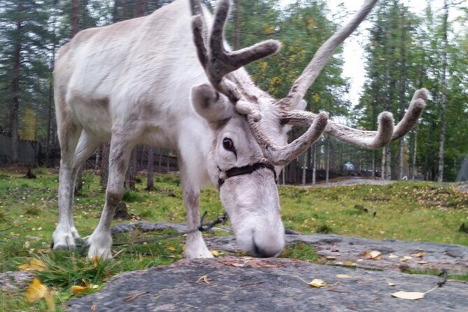 Authentic Reindeer Farm Experience in Rovaniemi - FAQ