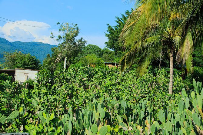 Authentic Rural Mexican Experience Adventure - The Experience and Reviews