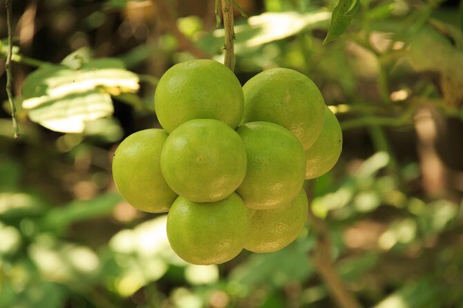 Authentic Rural Mexican Experience Adventure - Frequently Asked Questions