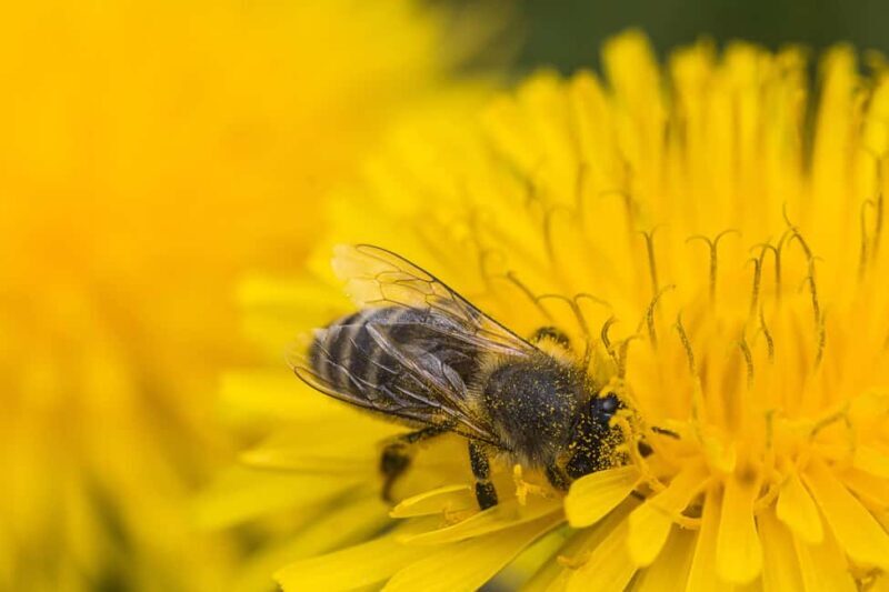 Authentic Slovenia: A Mystery Travel Day Tour - The Sum Up