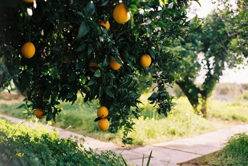 Authentic Valencian Paella Cooking Class - FAQs