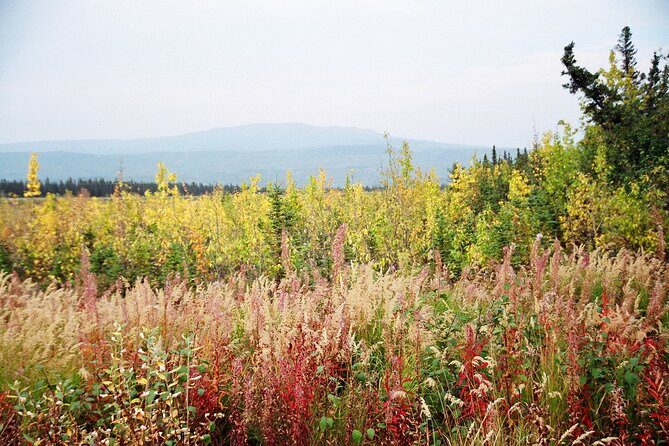 Authentical Denali Tour from Denali Park and Fairbanks - Final Thoughts