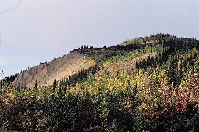Authentical Denali Tour from Denali Park and Fairbanks - FAQs