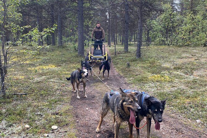 Autumn Husky Sit and Drive Cart Tour from Kiruna - Final Thoughts: Who Will Get the Most Out of This Experience?