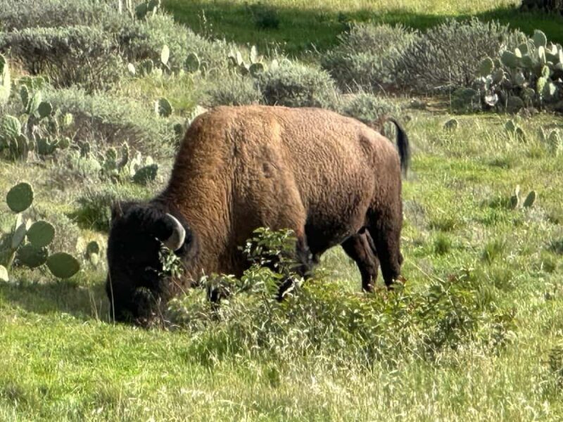 Avalon, Catalina Island: 2-Hour Inside Adventure Tour - Key Points