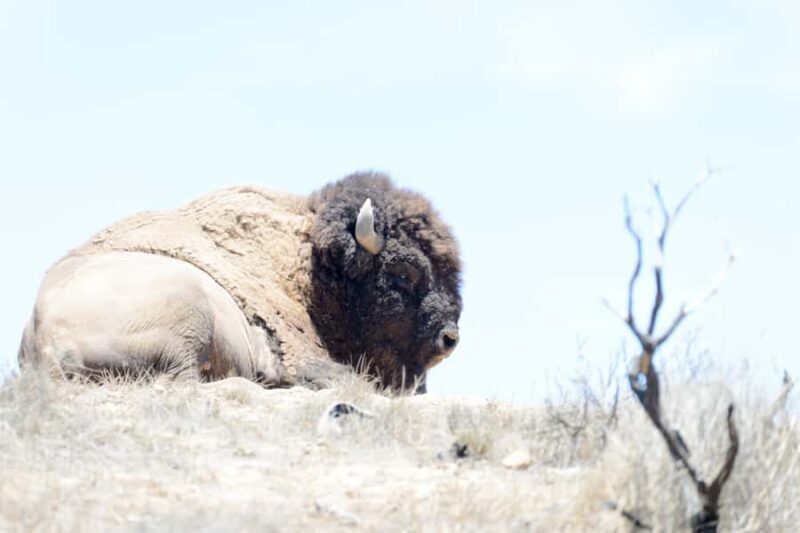 Avalon, Catalina Island: 2-Hour Inside Adventure Tour - Practical Tips for Travelers