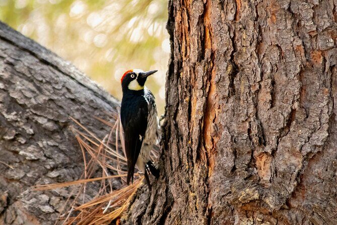 Avalon on Foot Self-Guided Audio Tour of Catalina Island - Who Is This Tour Best For?