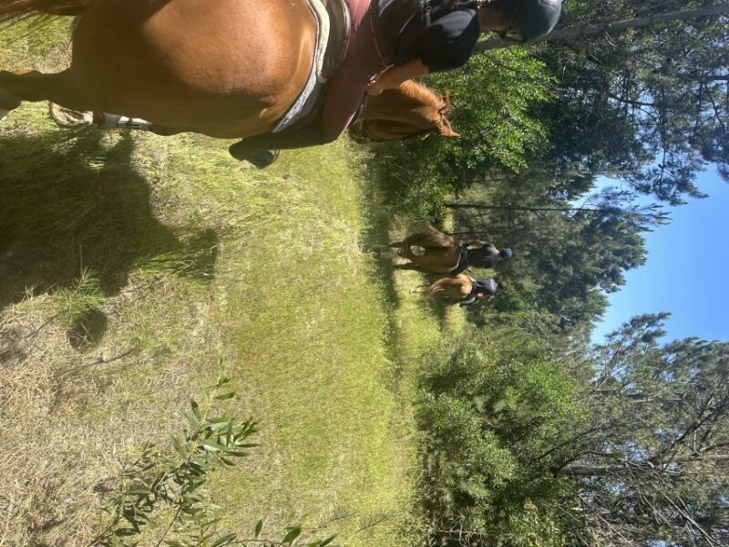 Aveiro: Horse Riding Experience with Instructor - Who Would Love This Tour?