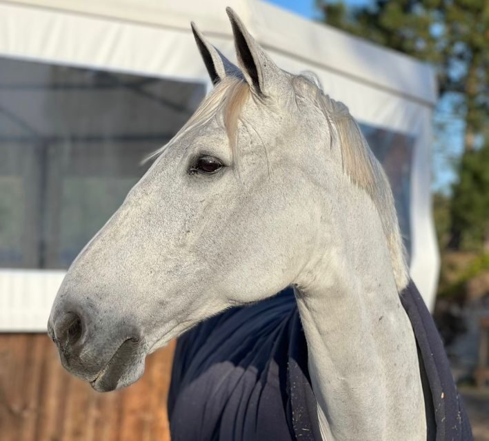 Aveiro: Horseback Riding at a Pedagogical Farm - An Honest Look at the Experience
