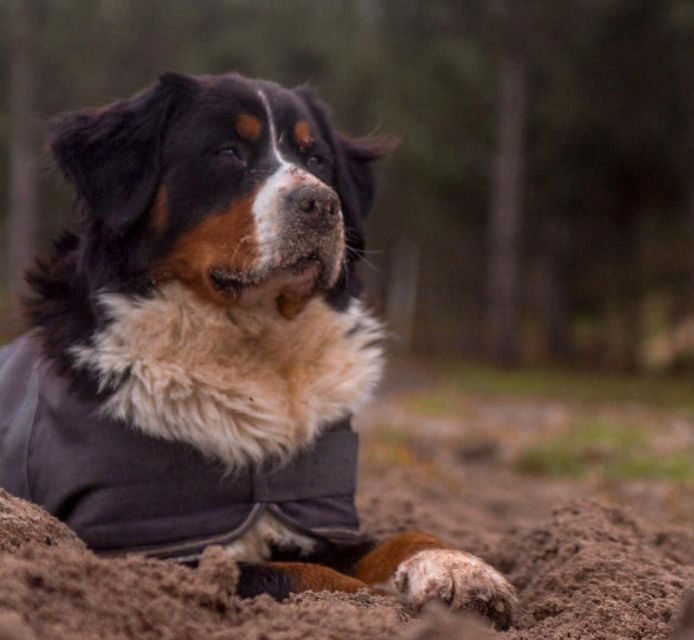 Aveiro: Horseback Riding at a Pedagogical Farm - Frequently Asked Questions