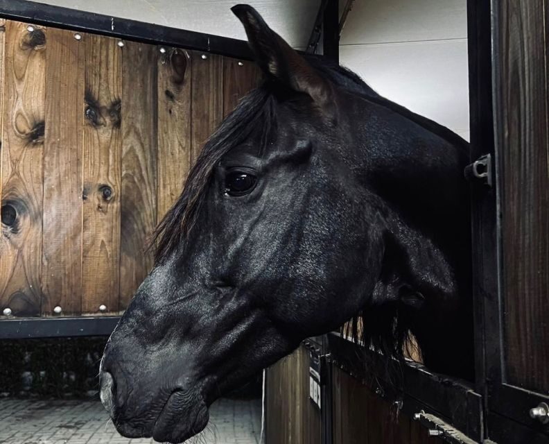 Aveiro: Horseback Riding at a Pedagogical Farm - Final Thoughts