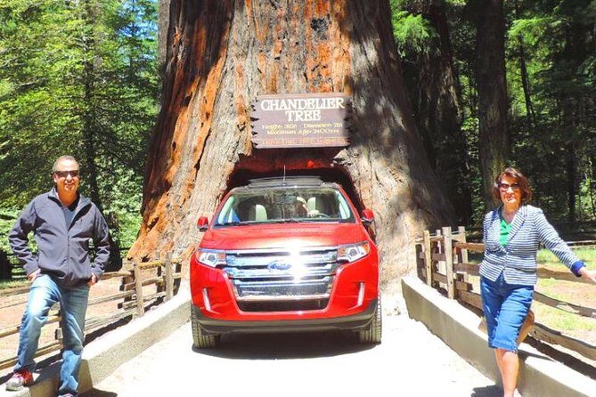 Avenue of the Giant Redwood Private 1 day Tour from San Francisco - An In-Depth Look at the Tour Experience