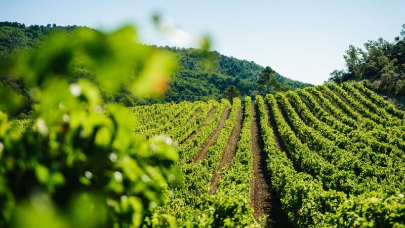 Avignon City of Popes and Wine Tasting Private Full Day Tour - Why This Tour Offers Great Value