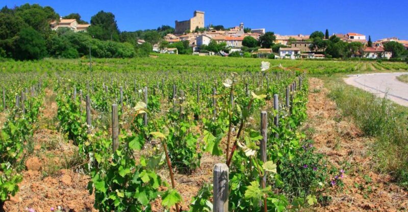 Avignon: Full-Day Wine Tour around Châteauneuf-du-Pape - The Value of This Tour