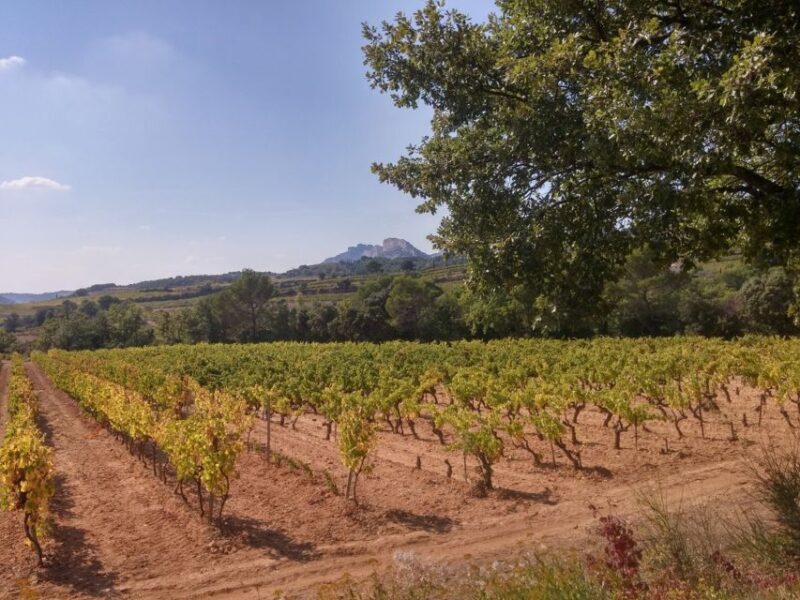 Avignon: Wine Tasting Tour - Who Should Consider This Tour?