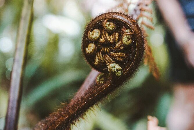 Award Winning Milford Sound Full Day Tour & Cruise from Te Anau - Value and Price Analysis