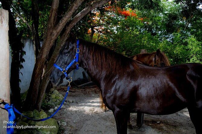 Award-winning Private Classic Horseback Ride - FAQs