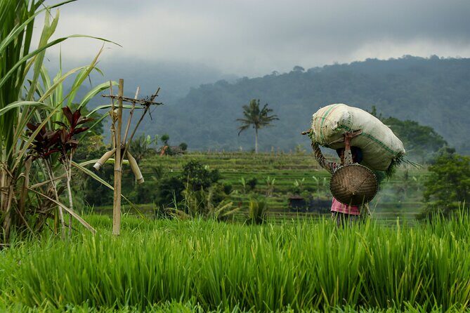 AWay From Home - Bali Village Tour - The Sum Up