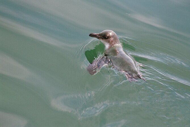 Awesome Bay of Islands Day Sailing Adventure - The Itinerary: What to Expect on Your Day Out