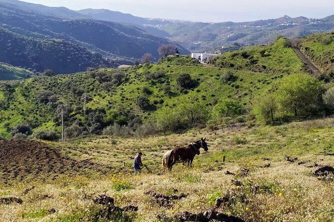 Axarquia VIP Wine Tour with Gourmet Winery Lunch Experience - Key Points