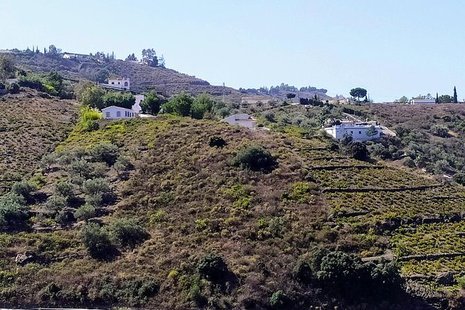 Axarquia VIP Wine Tour with Gourmet Winery Lunch Experience - What’s Included and What to Consider