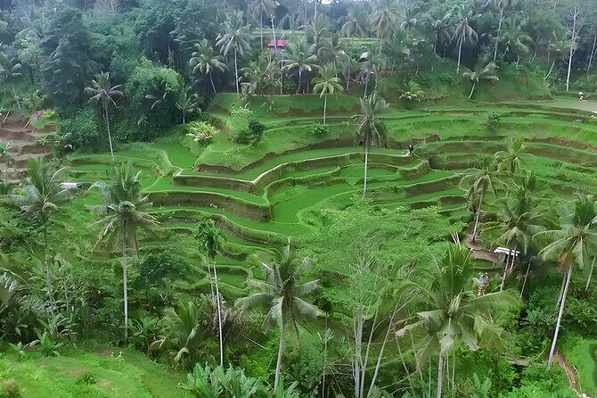 Ayung River Rafting and Ubud Waterfall Tour - The Sum Up