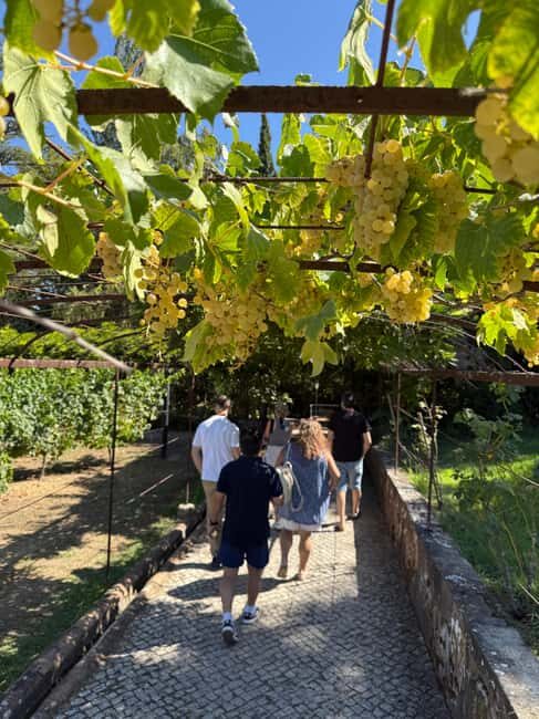 Azeitão: Great visit to wineries, farms, palace, and wine tasting. - A Detailed Look at the Azeitão Wine Tour