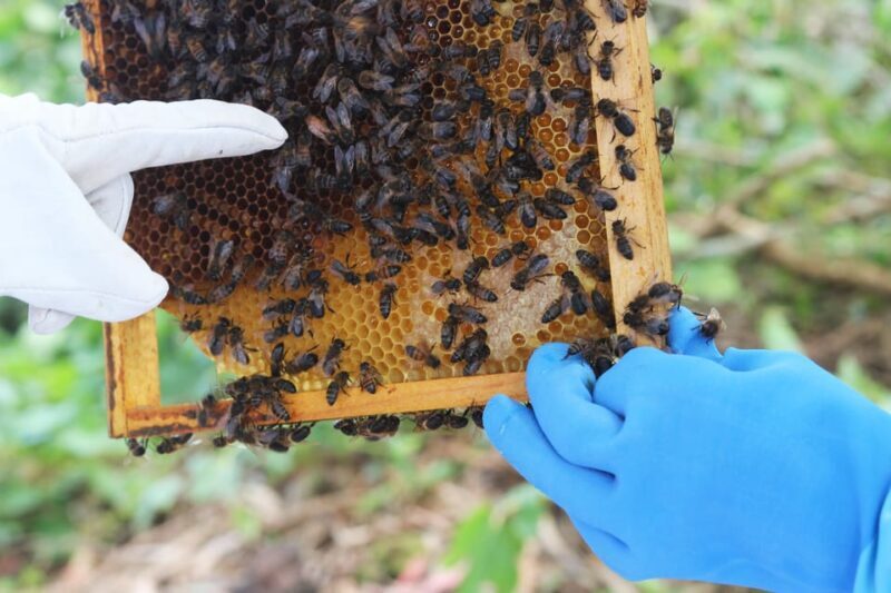 Azores Beekeeping Tour and Honey Taste - What Makes This Tour Stand Out