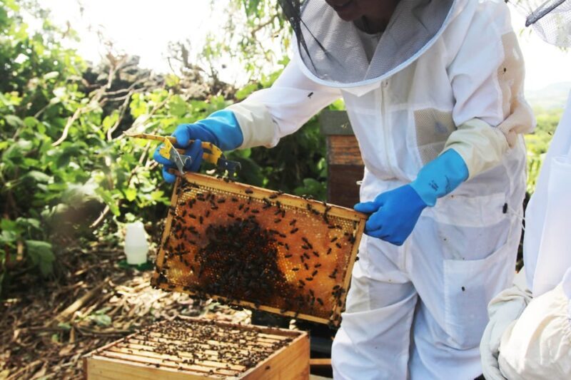Azores Beekeeping Tour and Honey Taste - FAQs