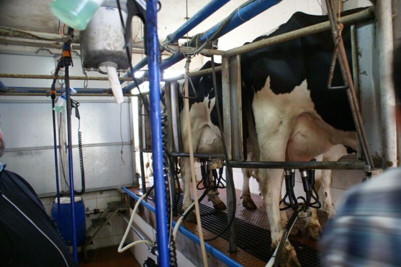 Azores: Day at the Farm with Traditional Lunch - Exploring the Azores: Day at the Farm with Traditional Lunch