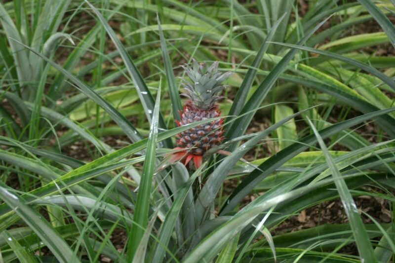 Azores Guided Tour to Volcano and Crater of Sete Cidades - Exploring the Azores Guided Tour to Volcano and Crater of Sete Cidades