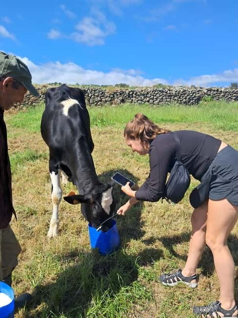 Azores: Half-Day Dairy Farm Tour - Detailed Breakdown of the Itinerary