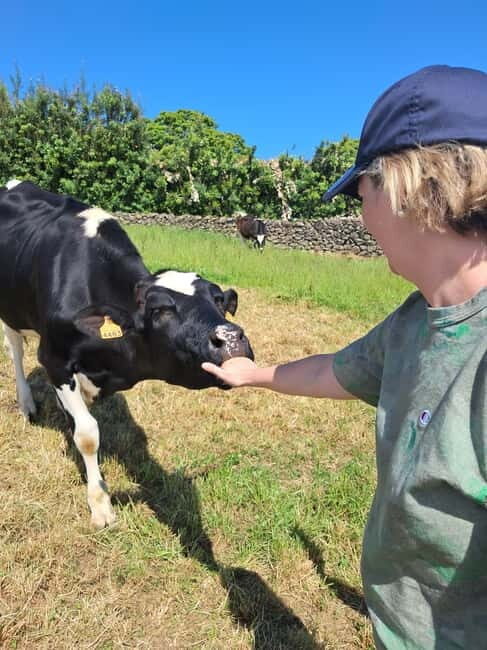 Azores: Half-Day Dairy Farm Tour - Pricing and Value