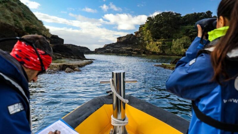Azores Marine Birdwatching Expedition w/ Biologist Guide - Who Is This Tour Best For?