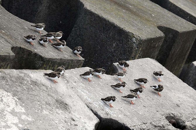 Azores Marine Birdwatching Expedition w/ Biologist Guide - Overview of the Azores Marine Birdwatching Expedition