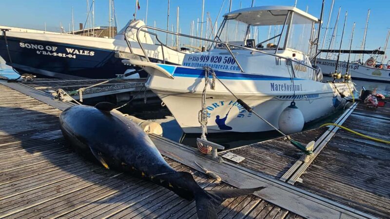Azores: Ponta Delgada Big Game Fishing Private Tour - Who Will Love This Experience?