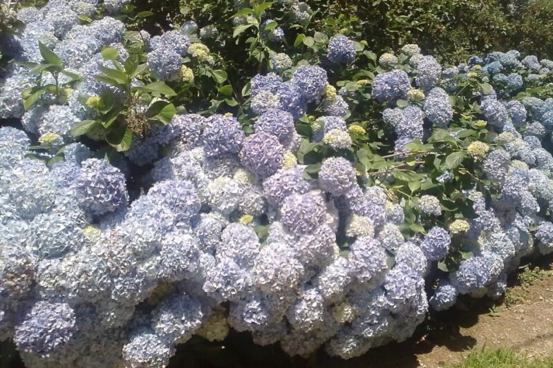 Azores: Sete Cidades Scenic Jeep Tour from Ponta Delgada - FAQ