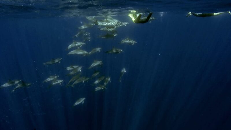 Azores: Swim with Dolphins Atlantic Experience - FAQs