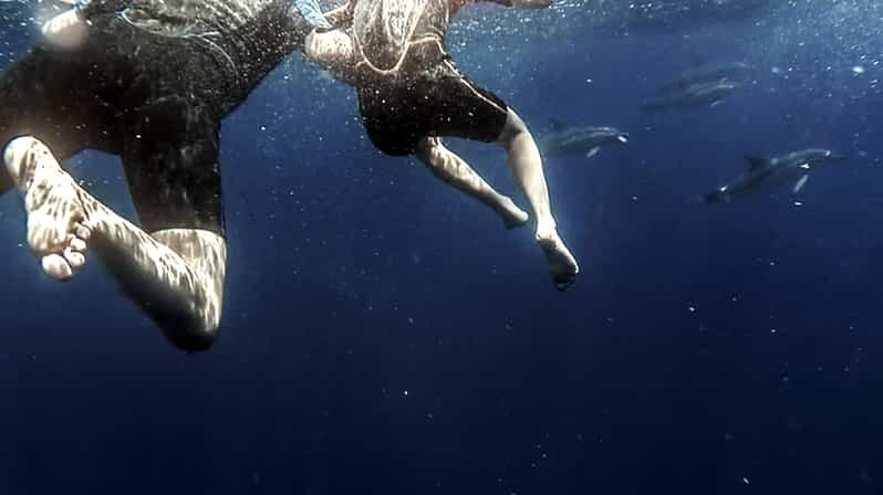 Azores: Swim with Dolphins Atlantic Experience - Discover the Magic of Swimming with Dolphins in the Azores