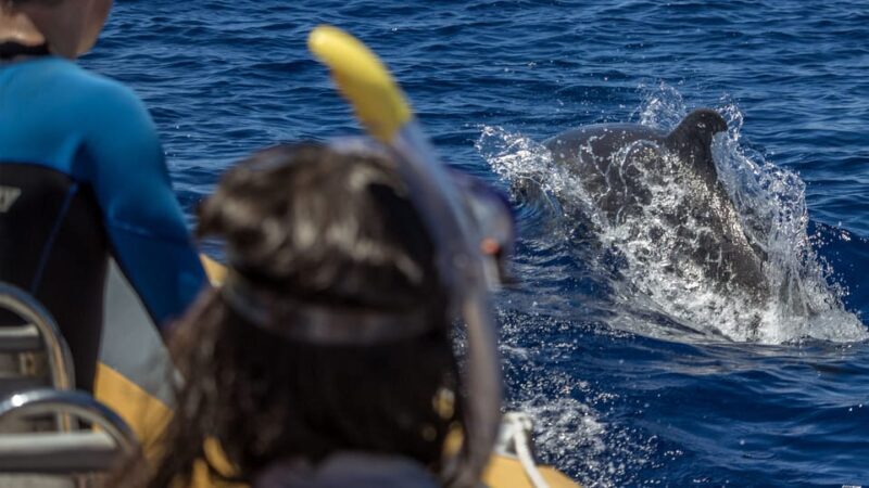 Azores: Swim with Dolphins Atlantic Experience - A Detailed Look at the Azores Dolphin Experience