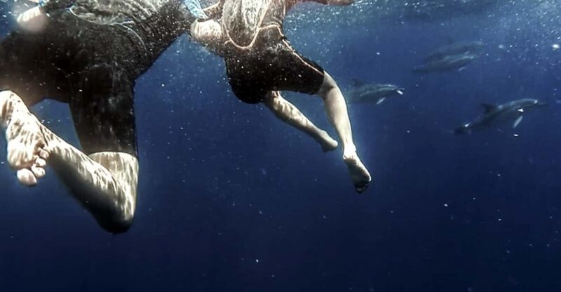 Azores: Swim with Dolphins Atlantic Experience - Who Should Consider This Tour?