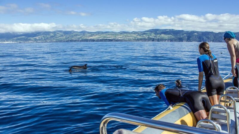 Azores: Swim with Dolphins Atlantic Experience - Final Thoughts: Is This the Right Choice for You?