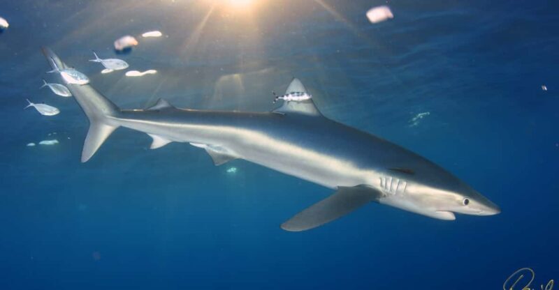 Azores: Swimming with the Sharks - A detailed look at the Azores: Swimming with the Sharks tour