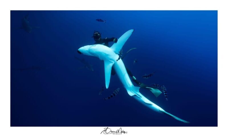 Azores: Swimming with the Sharks - Final Thoughts